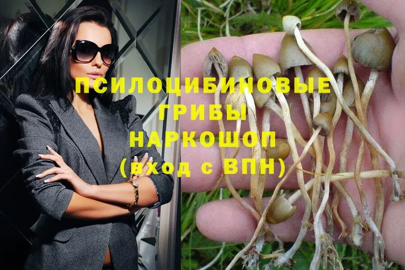 Галлюциногенные грибы Psilocybine cubensis  Жердевка 